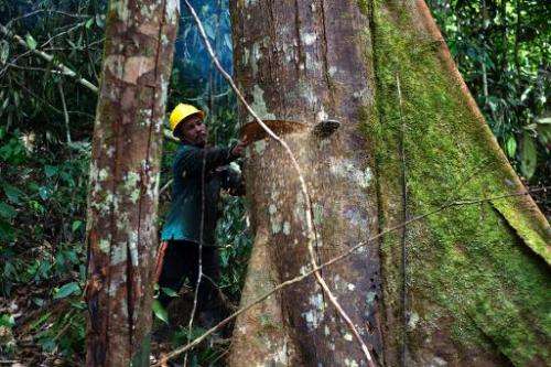 A timber company worker cuts down a tree in the forests of Berau, East Kalimantan, November 13, 2013