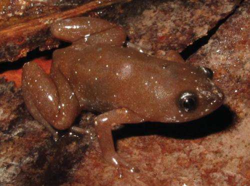 A tiny new species of frog from Brazil with a heroic name
