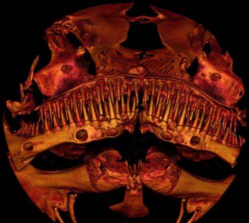 A tiny, toothy catfish with bulldog snout defies classification