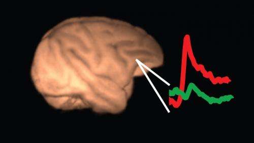 At least two regions of the brain decide what we perceive