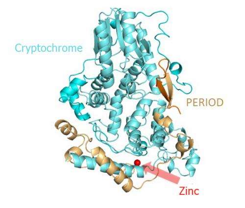 Atomic structure of essential circadian clock protein complex determined