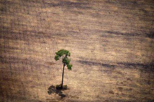 A tree in a deforested area in the middle of the Amazon jungle in the state of Para, Brazil, on October 14, 2014