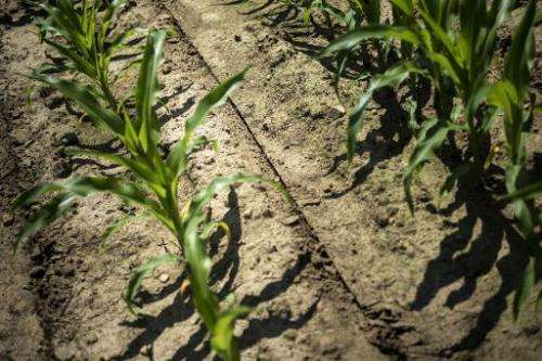A trench made for injecting liquid fertilizer is seen between rows of corn at the Little Bohemia Creek farm June 17, 2014 in War