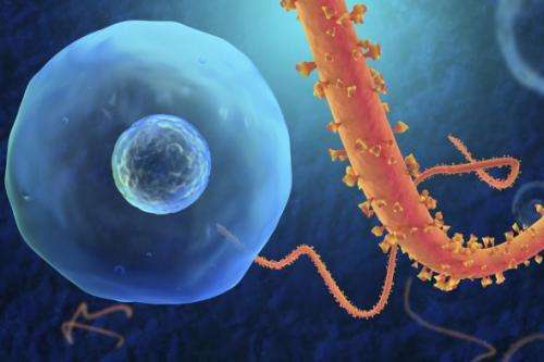 Attack Ebola on a nanoscale