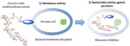 Attacking persister cells that are responsible for making bacteria resistant to new drugs