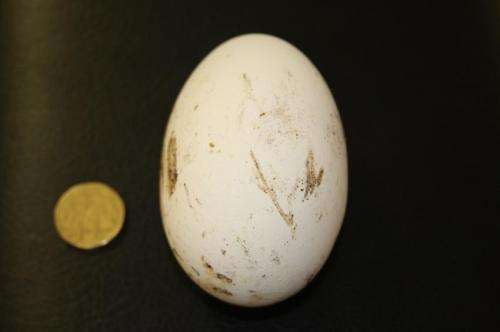 Australian brush-turkey eggs inspire ideas for germ-resistant coatings