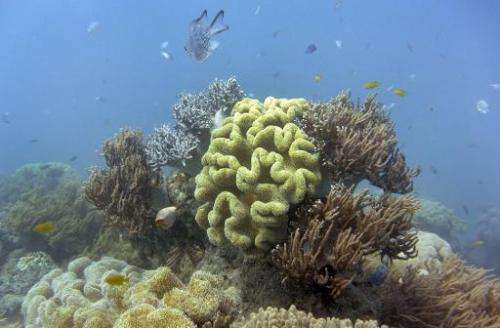 Australian government plans to protect the Great Barrier Reef are inadequate, short-sighted and will not prevent its decline, th