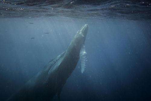 Australian humpbacks challenge breeding grounds assumption