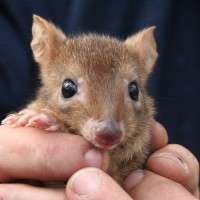 Australian marsupial the woylie at risk again