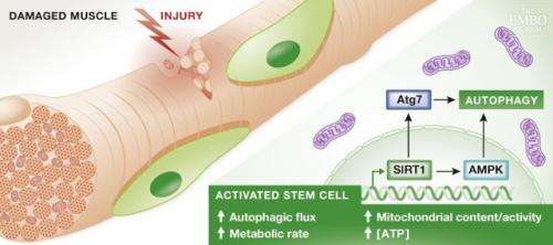 Autophagy helps fast track stem cell activation