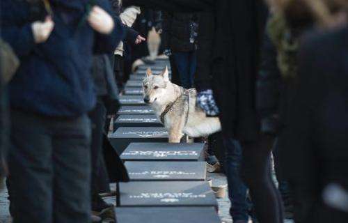 A wolfdog stands among Swedish protestors readying 20 coffins, one for each wolf killed during recently sanctioned hunt, for a p
