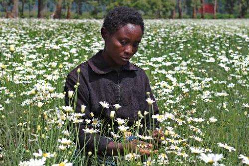 A woman harvests pyrethre flowers, which will later be dried to produce pyrethrum, a natural insecticide, in Musanze, northern R