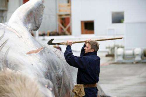 A worker inspects the meat of a fin whale, caught off Hvalfjsrour, north of Reykjavik, on the western coast of Iceland, on June 
