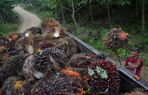 A worker loads harvested palm oil fruits on a plantation in Blang Tualang village in Aceh province, Sumatra on July 28, 2013