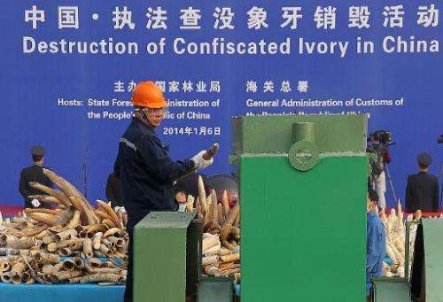 A worker throws a piece of ivory into a machine to be crushed during a public event in Dongguan, south China's Guangdong provinc