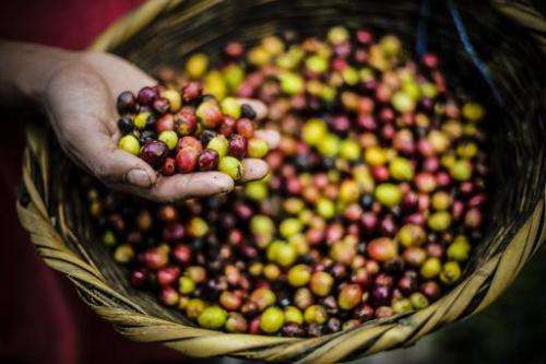 A worker washes coffee beans at La Hermandad farm in San Ramon, about 30km from Matagalpa, Nicaragua, on November 19, 2014
