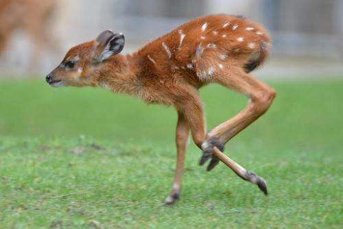 A young sitatunga runs through its enclusure at the zoo in Berlin on September 25, 2013