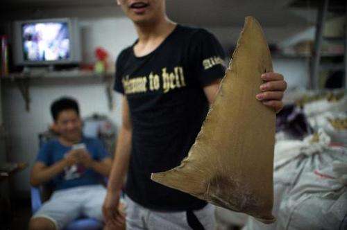 A young worker holding a dried shark fin at a shop in Shantou, in southern China's Guangdong province, August 9, 2014