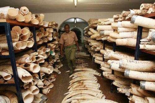 A Zimbabwe National Parks worker walks in the room where elephant tusks and rhino horns are kept on October 12, 2010 in Harare