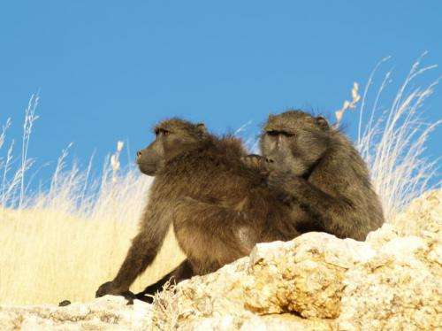 Baboons groom early in the day to get benefits later