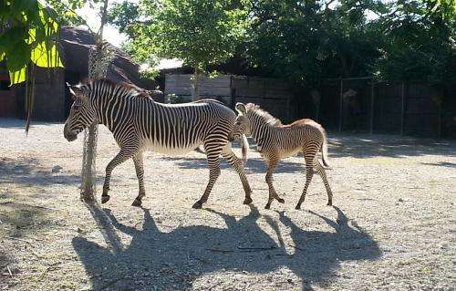 Baby zebra is latest success in research partnership