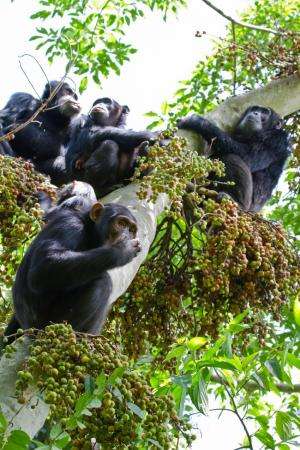 Back off: Female chimps stressed out by competing suitors