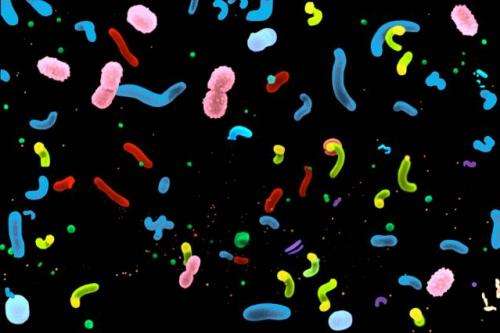 Bacteria: A day in the life