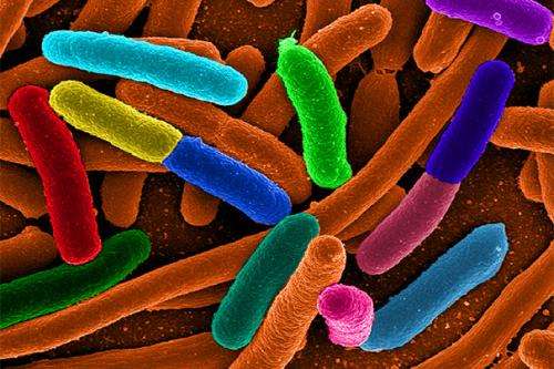 Bacteria ‘factories’ churn out valuable chemicals