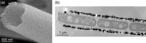 Bacterial nanometric amorphous Fe-based oxide as lithium-ion battery anode material