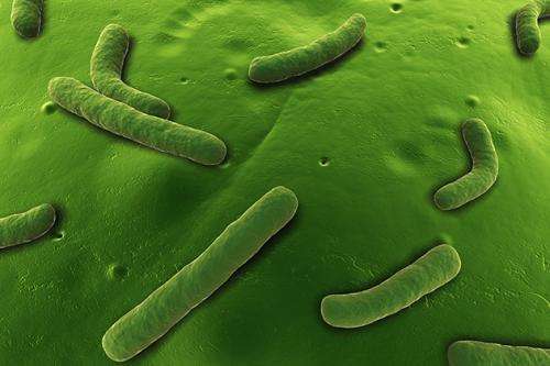 Bacteria’s game of ‘Telephone’ foils microbiologists’ eavesdropping