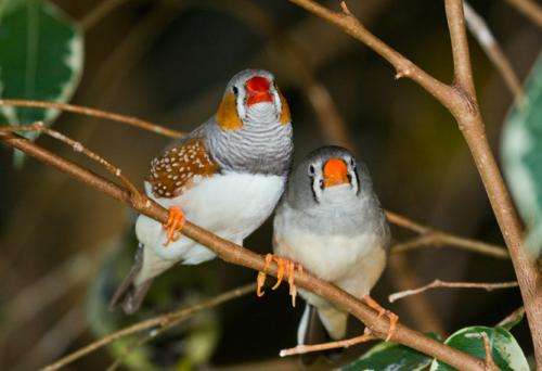 Bad parenting could give zebra finches the evolutionary edge