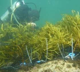 Bald reef gets seaweed transplant