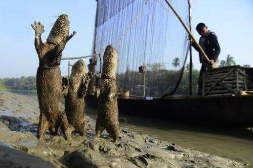Bangladeshi fisherman feed their otters as they catch fish in Narail on March 11, 2014