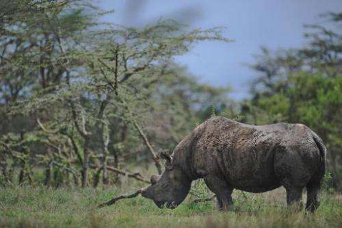 Baraka, an extremely endangered Northern White Rhinoceros grazes at the Ol Pejeta reserve near the central Kenyan town of Nanyuk