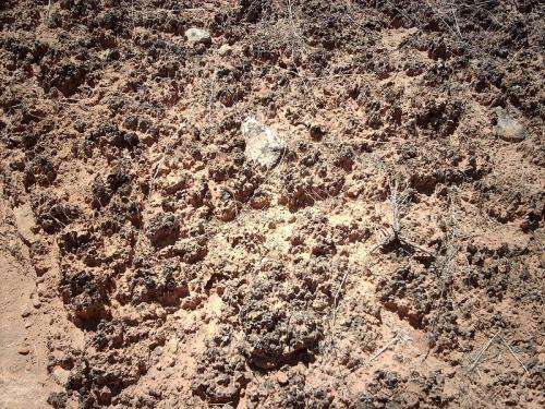 Barren deserts can host complex ecosystems in their soils