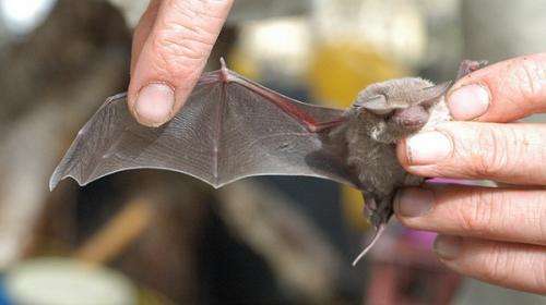 Bat wing practice maximises flight efficiency
