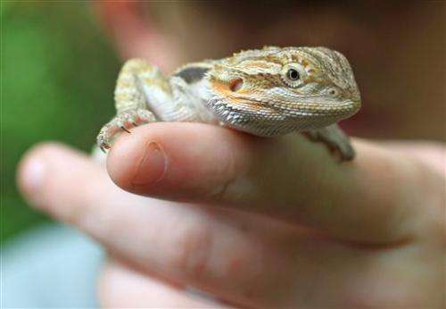 Bearded dragons seen as salmonella source