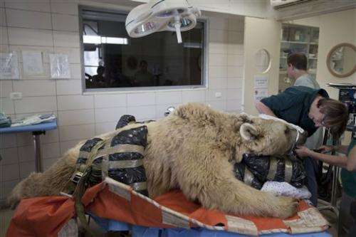 Bear in Israel undergoes surgery to repair disc