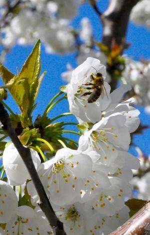 Flying doctor bees to prevent cherry disease