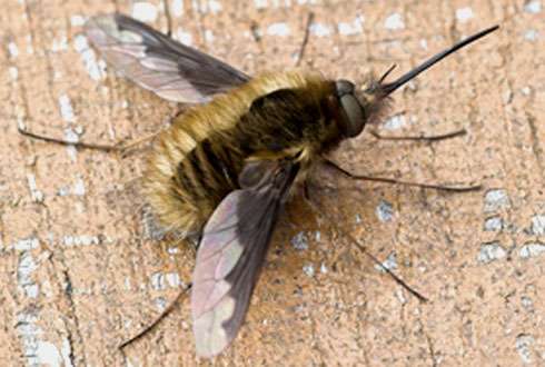 Bee-flies and false widow spiders top Museum enquiry