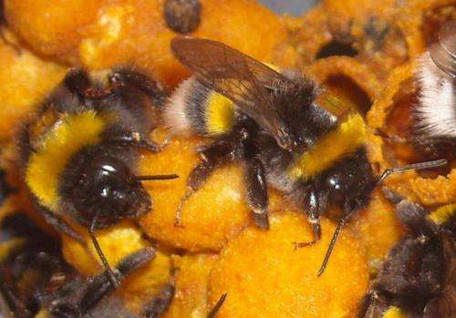 Bee foraging chronically impaired by pesticide exposure: Study