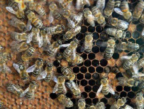 Bees are pictured on a honey gofer in Bucharest on April 4, 2014