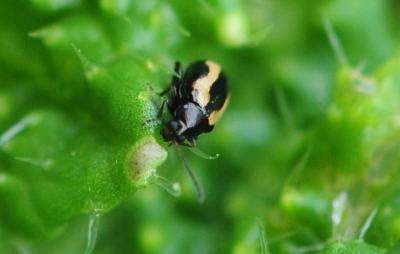 Beetles that taste like mustard