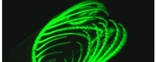 Behind a marine creature's bright green fluorescent glow