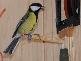 Being lower in pecking order improves female tit birds' memory