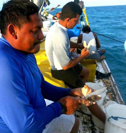 Belize's lobster, conch, and fish populations rebuild in no-take zones