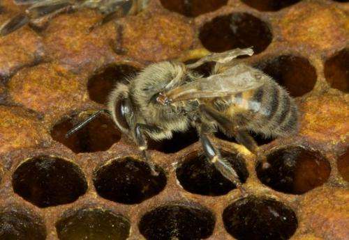 Best for bees to be stay-at-homes