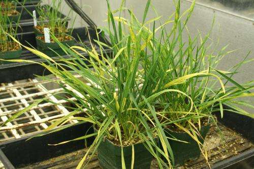 Better genetic markers developed for wheat streak mosaic virus resistance