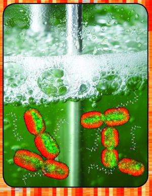 Better understanding of hardy bacteria enhances tool for biofuel creation