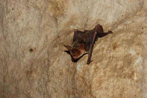 Bats use polarized light to navigate